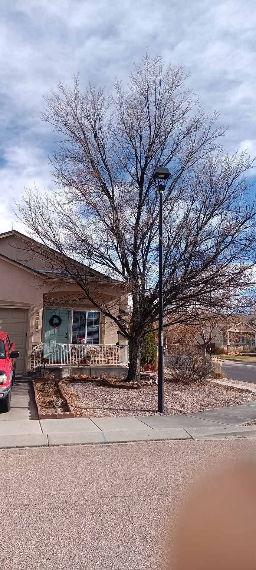 A leafless tree stands in a residential front yard next to a beige house, with a red car parked in the driveway.