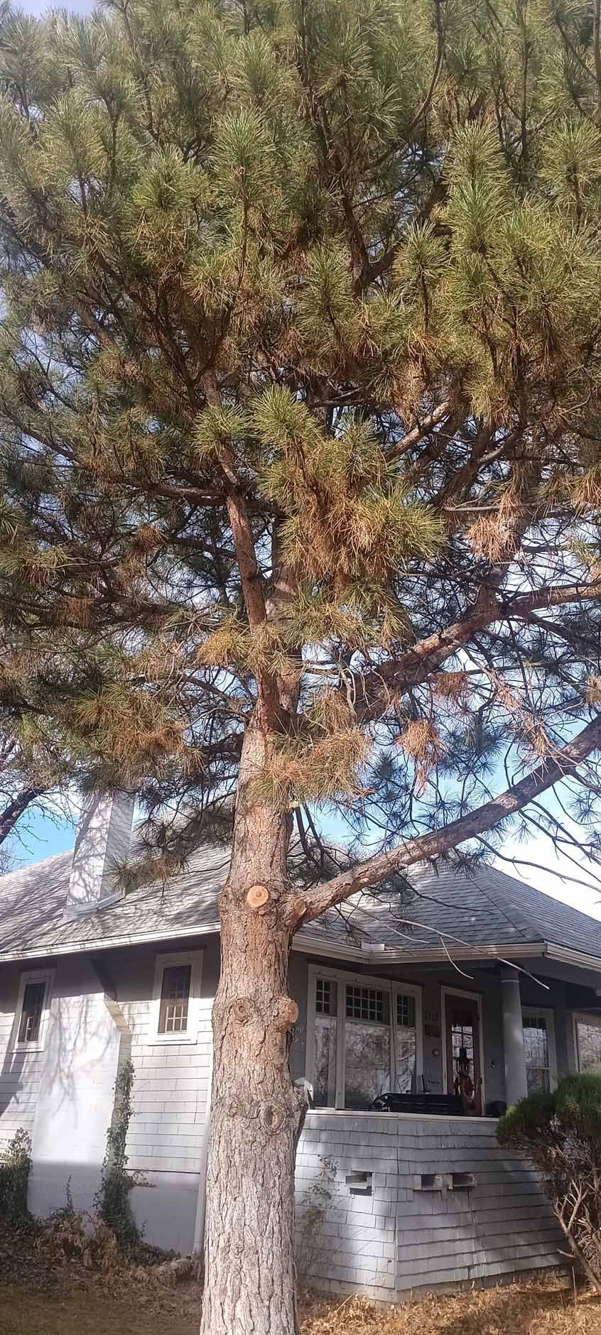 A tall pine tree with some brown needles standing in front of a house with a grey roof and light-colored siding.
