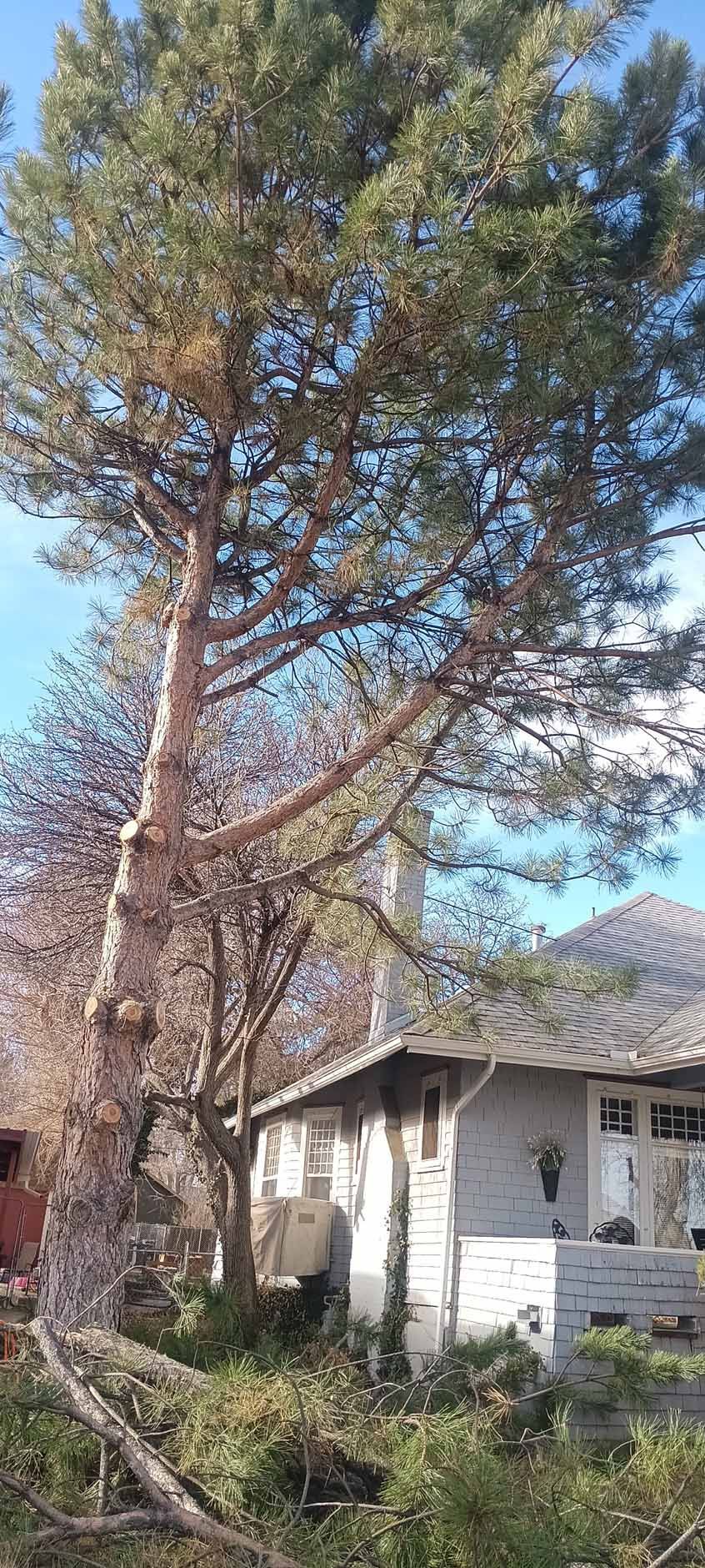 A large pine tree leans precariously over the roof of a light-colored house on a sunny day.