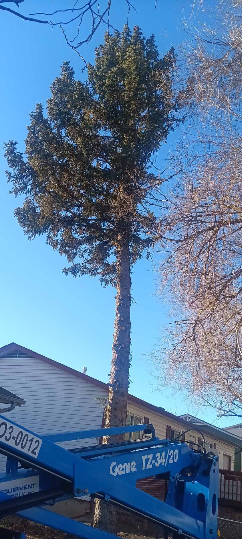 A tall pine tree against a bright blue sky, partially obscured in the foreground by a blue mechanical boom lift.