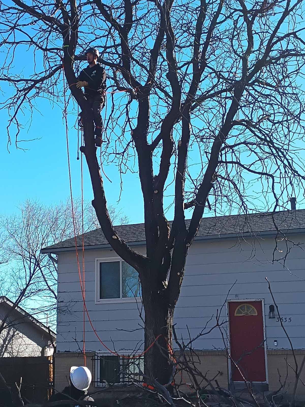 A tree climber in safety gear high in a tree, with another person wearing a hard hat watching from below near a house.