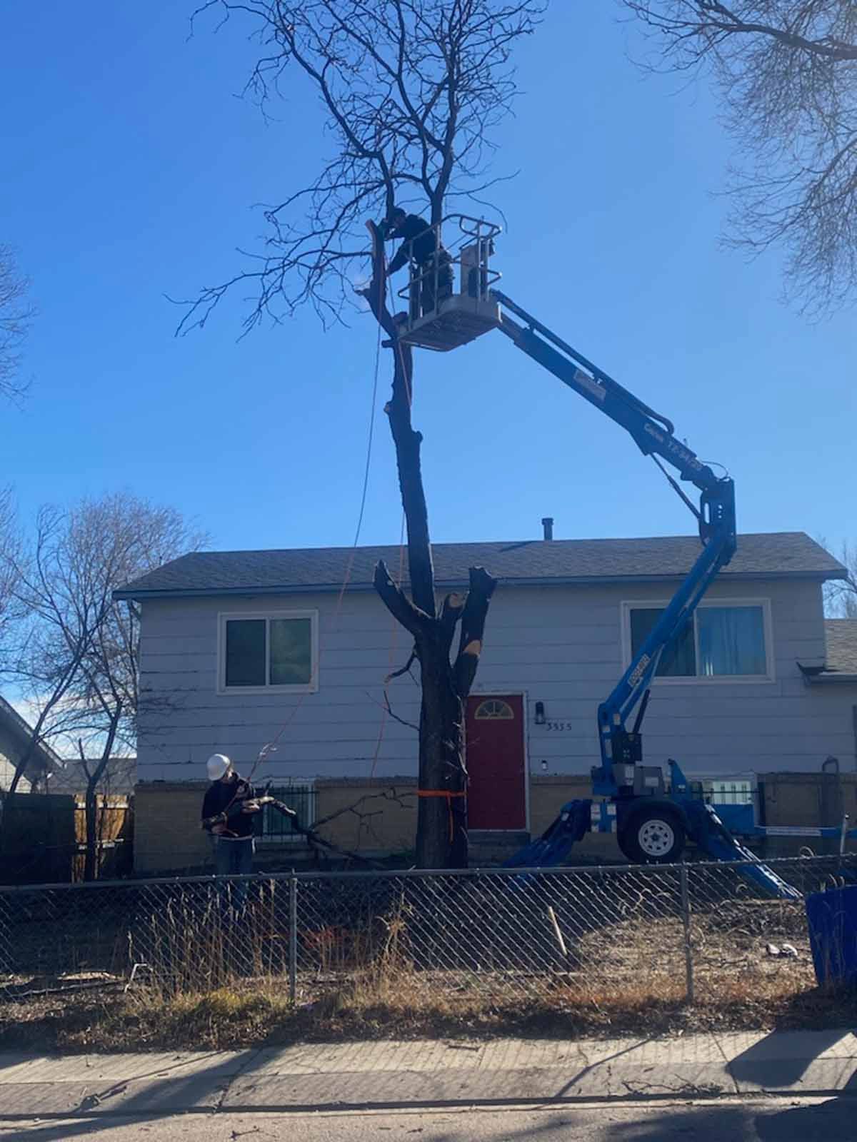 A tree service crew removes a tall tree in a residential yard using a blue boom lift, with one worker in the bucket.
