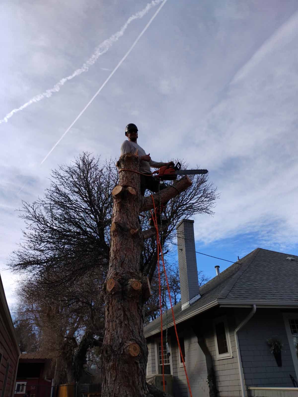 A person standing atop a tall, pruned tree trunk holding a chainsaw, with a house visible in the background.