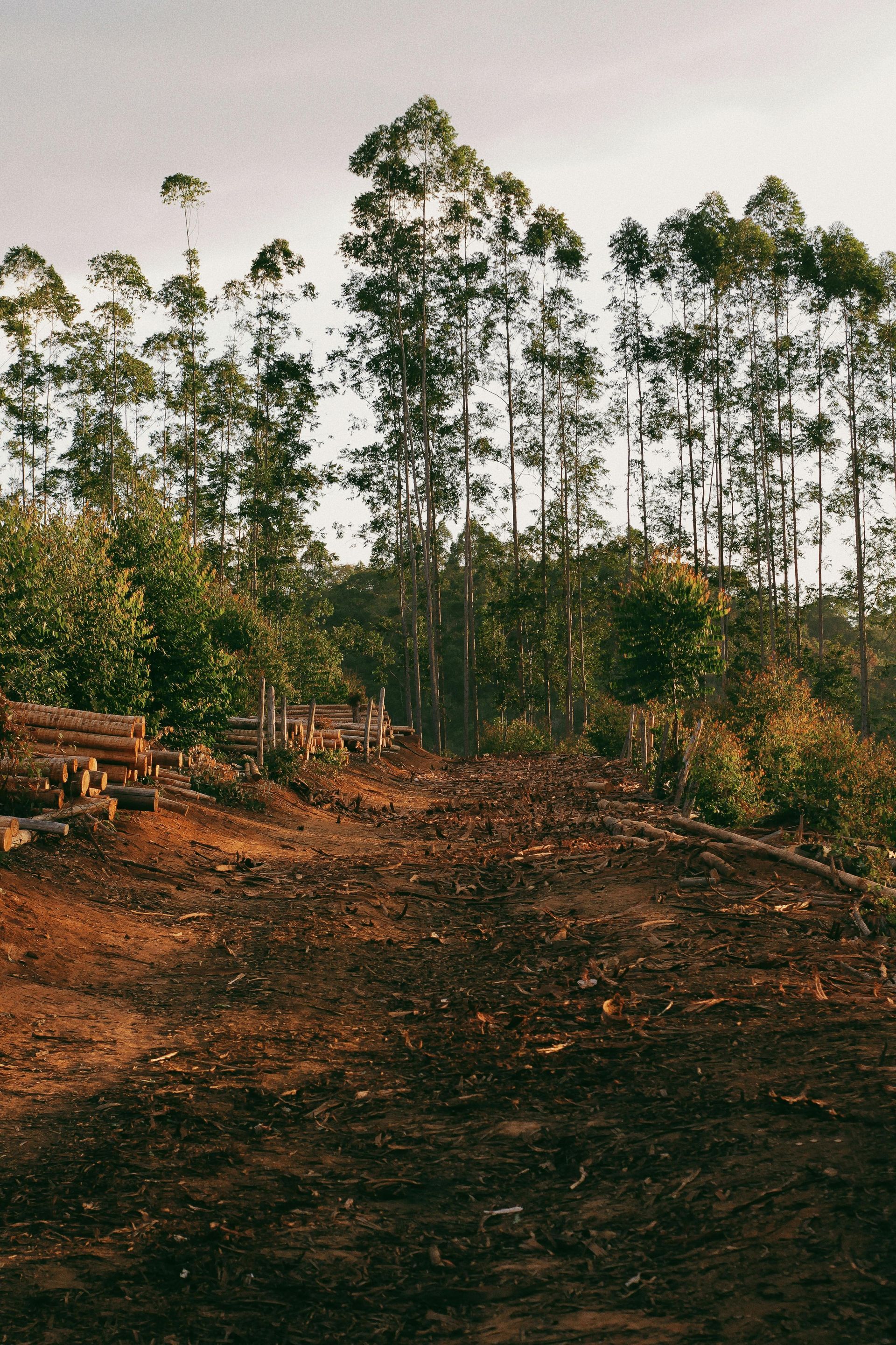 A partially cleared forest area with piles of cut logs on the left and tall, slender trees standing in the background.