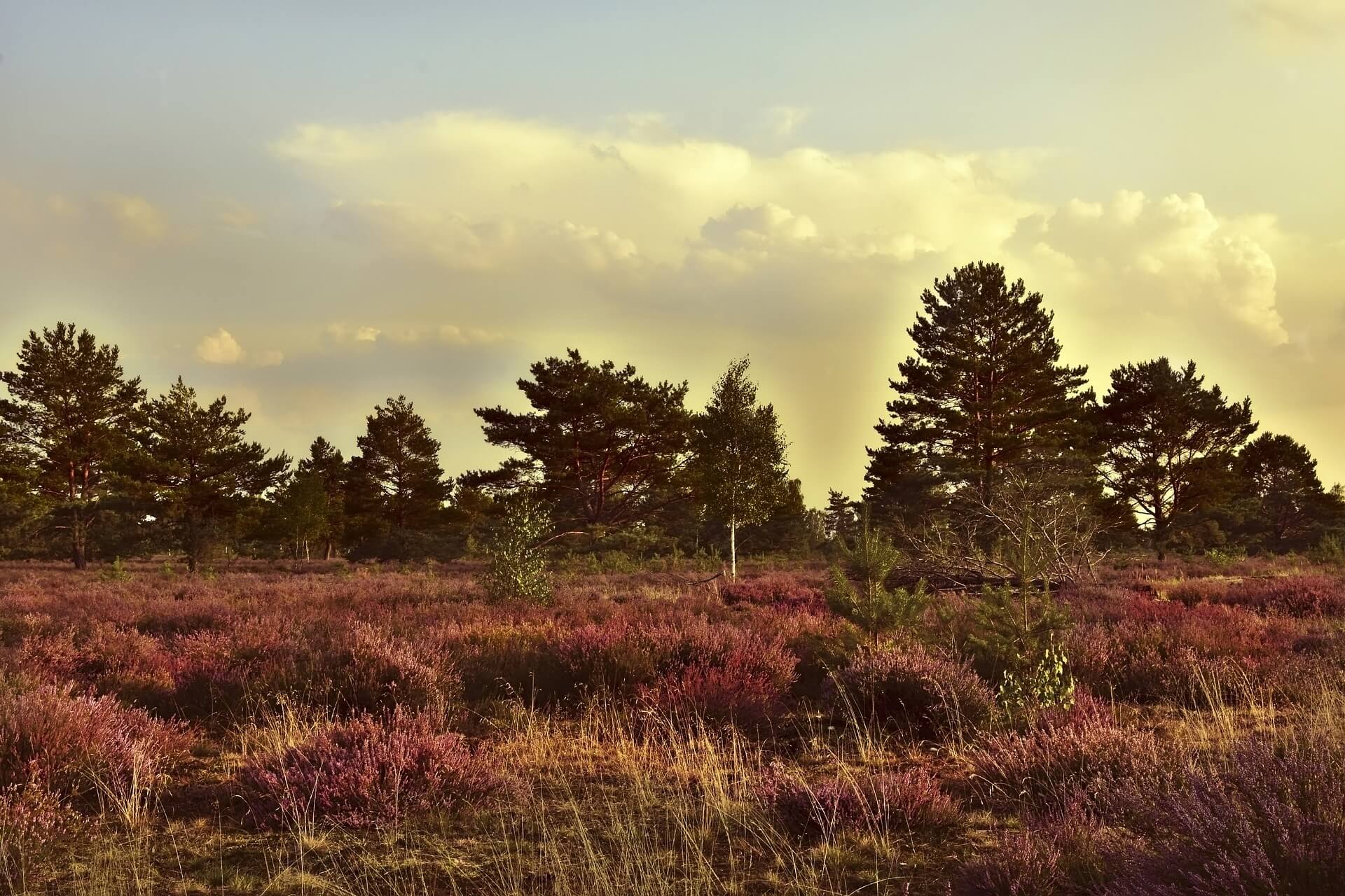 Et felt med lilla blomster med træer i baggrunden