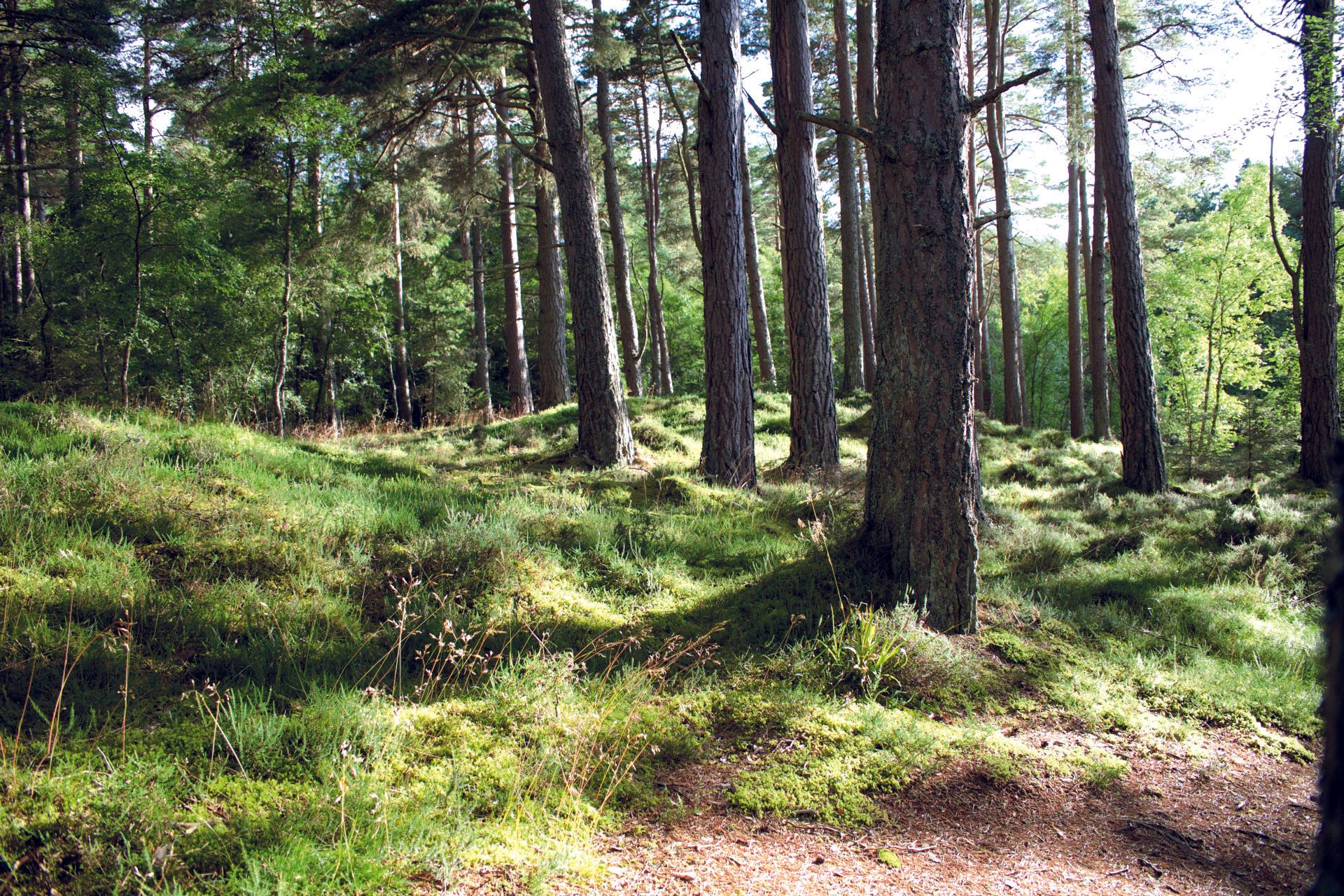 En frodig grøn skov med masser af træer og græs