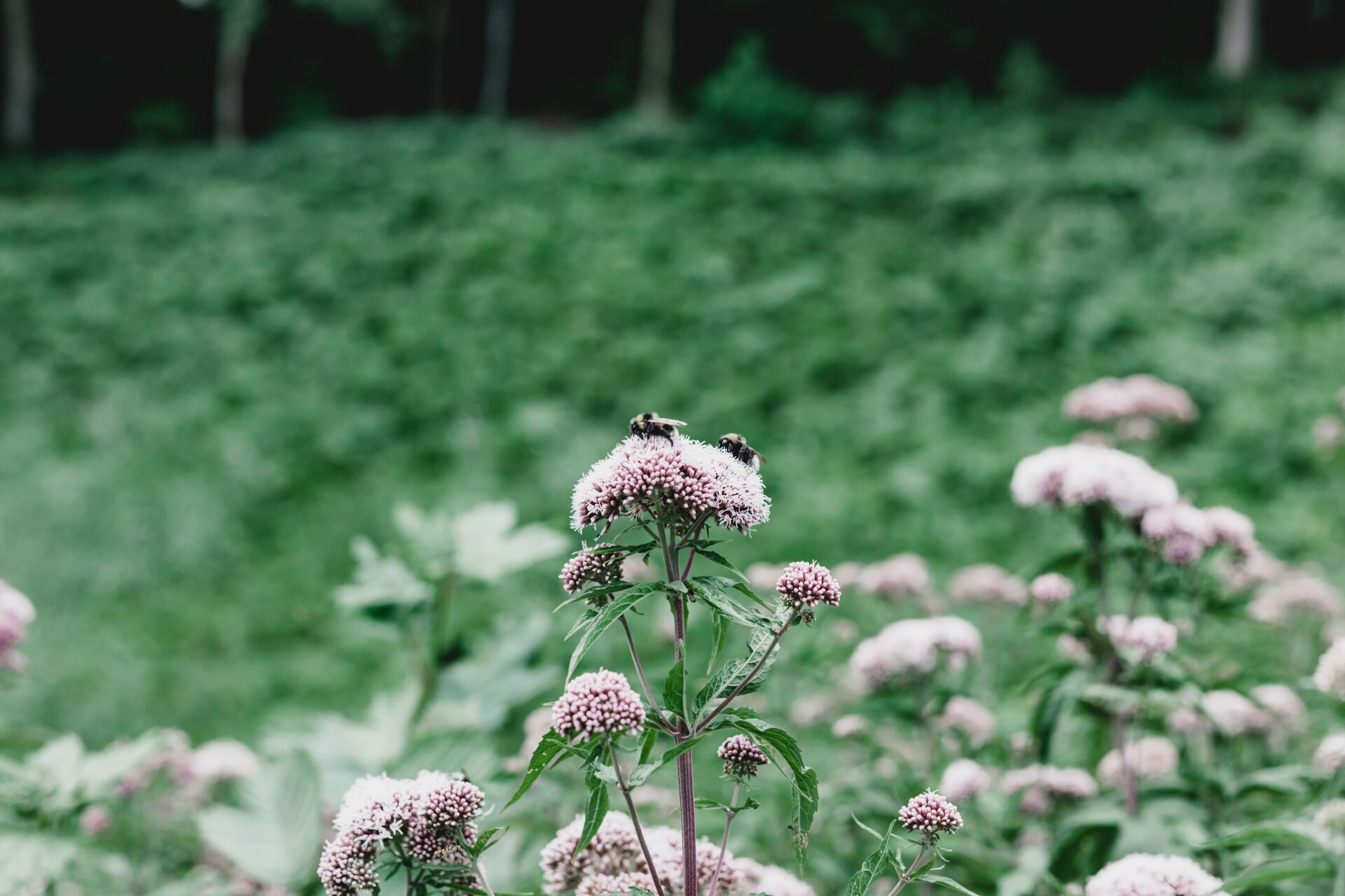 En bi sidder på en blomst i en blomstermark.