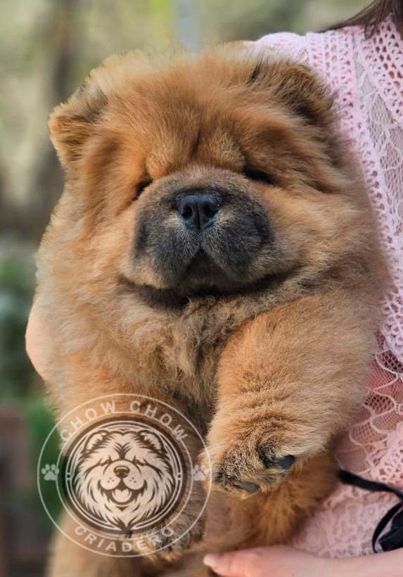 cachorro chow chow en venta