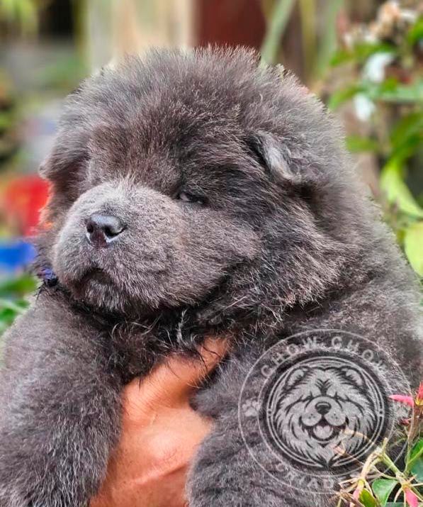 cachorro chow chow en venta