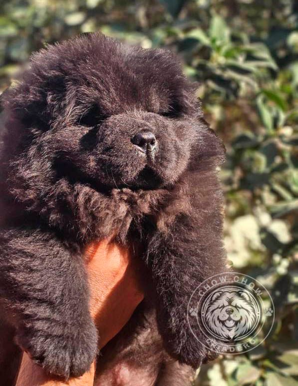 cachorro chow chow en venta