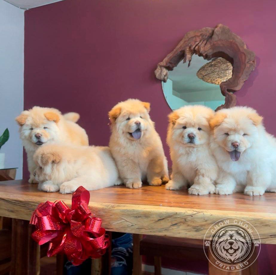 cachorro chow chow en venta