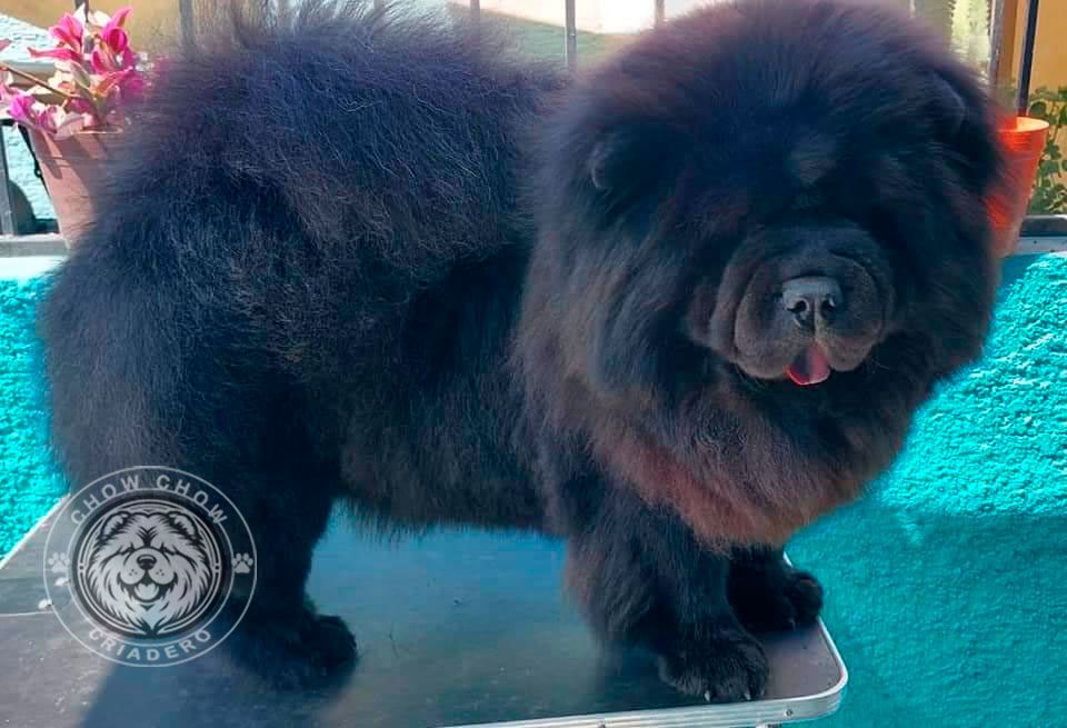 cachorro chow chow en venta