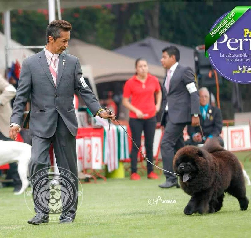 cachorro chow chow en venta
