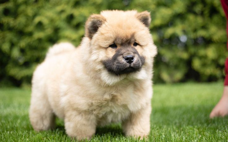 Cachorros Chow Chow en Venta