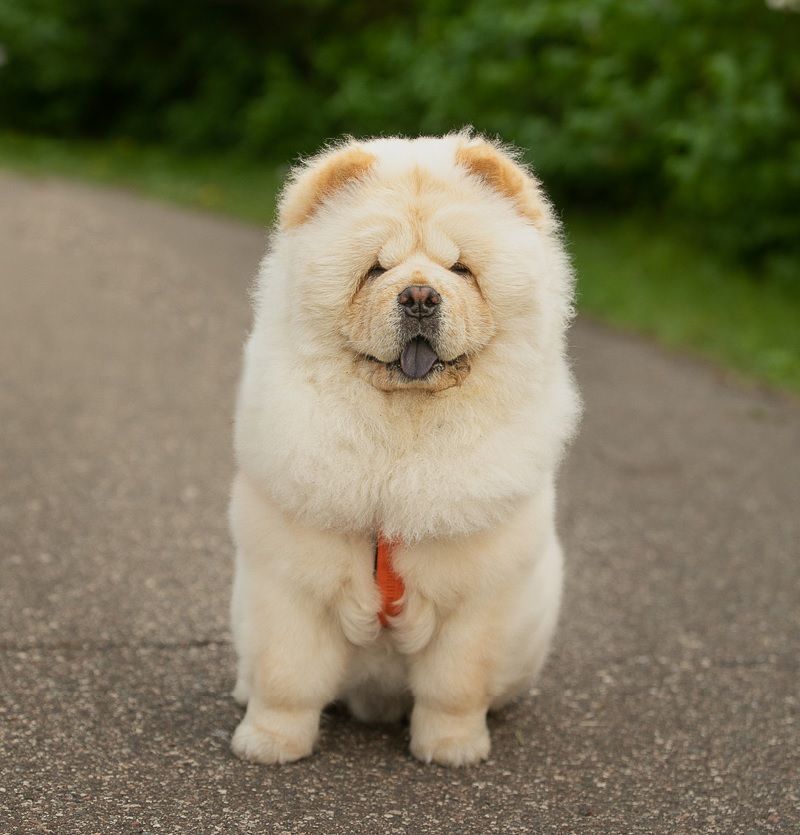 Chow Chow en Cuernavaca