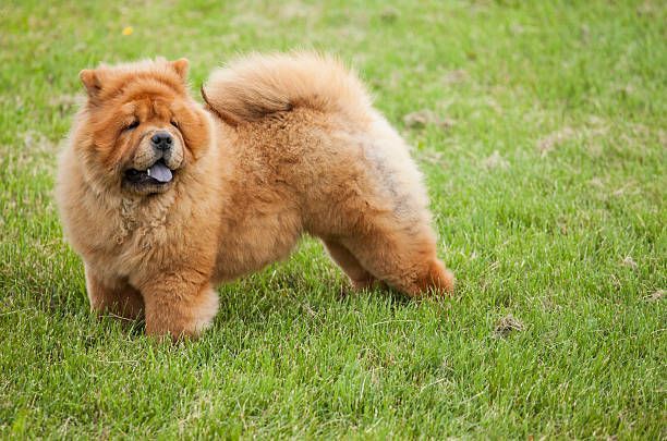 Criadero Chow Chow Guadalajara