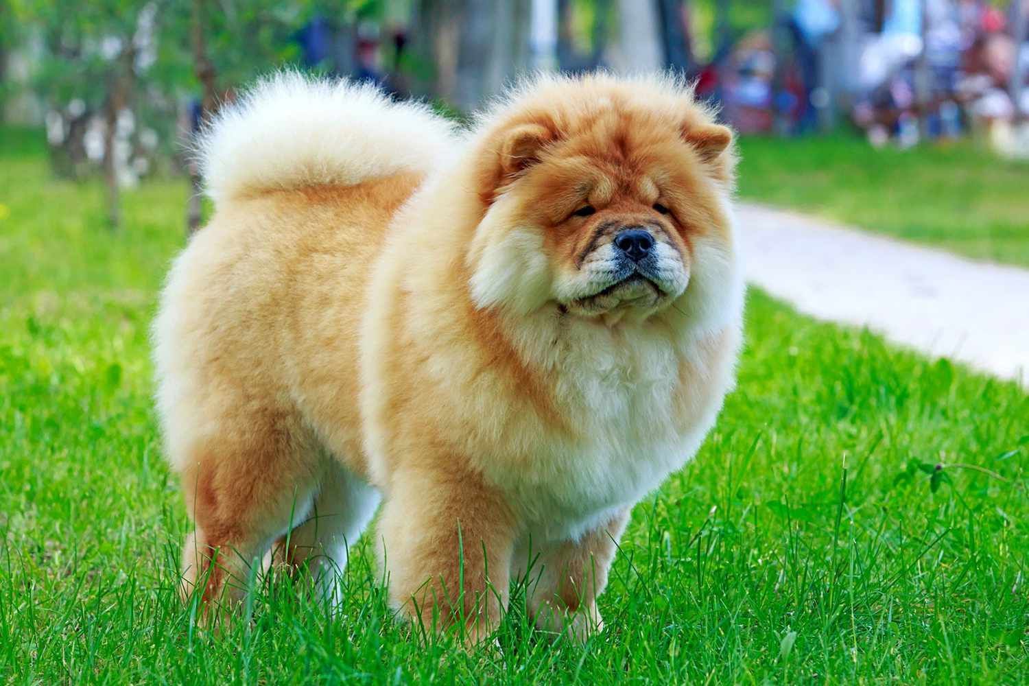 Chow Chow en venta