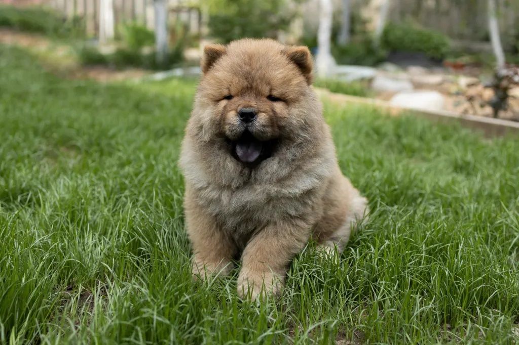 Chow Chow en venta