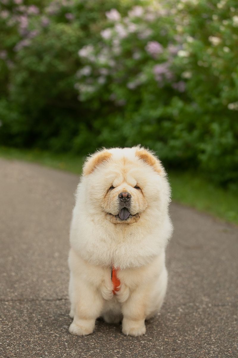 Criadero de Chow Chow