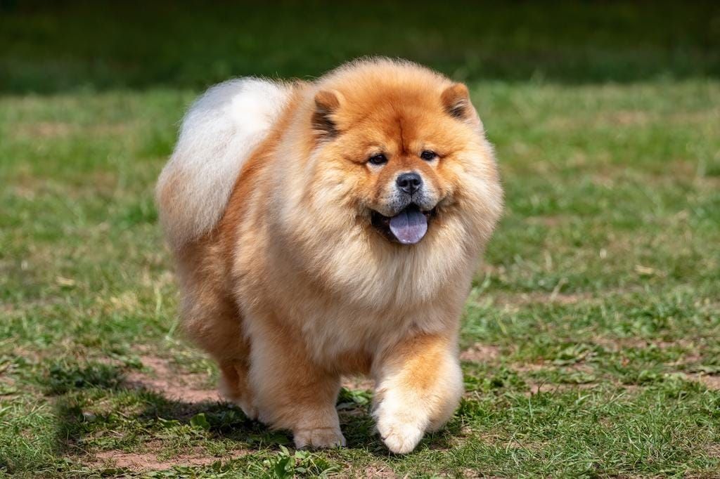 cachorro chow chow en venta