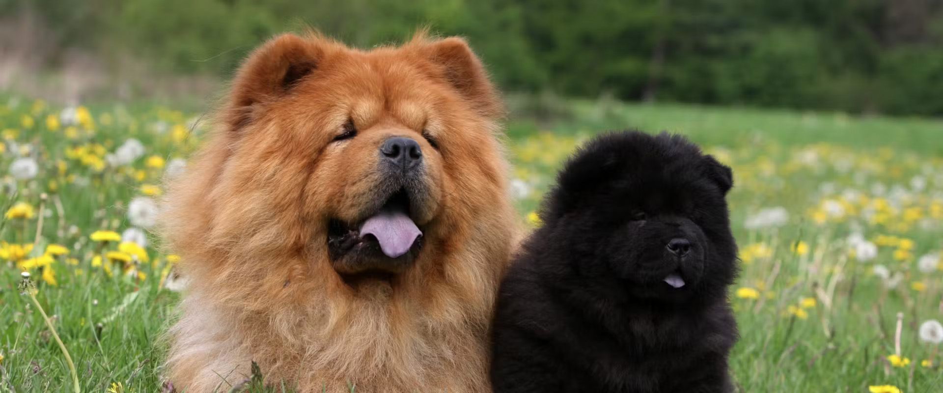 cachorro chow chow en venta
