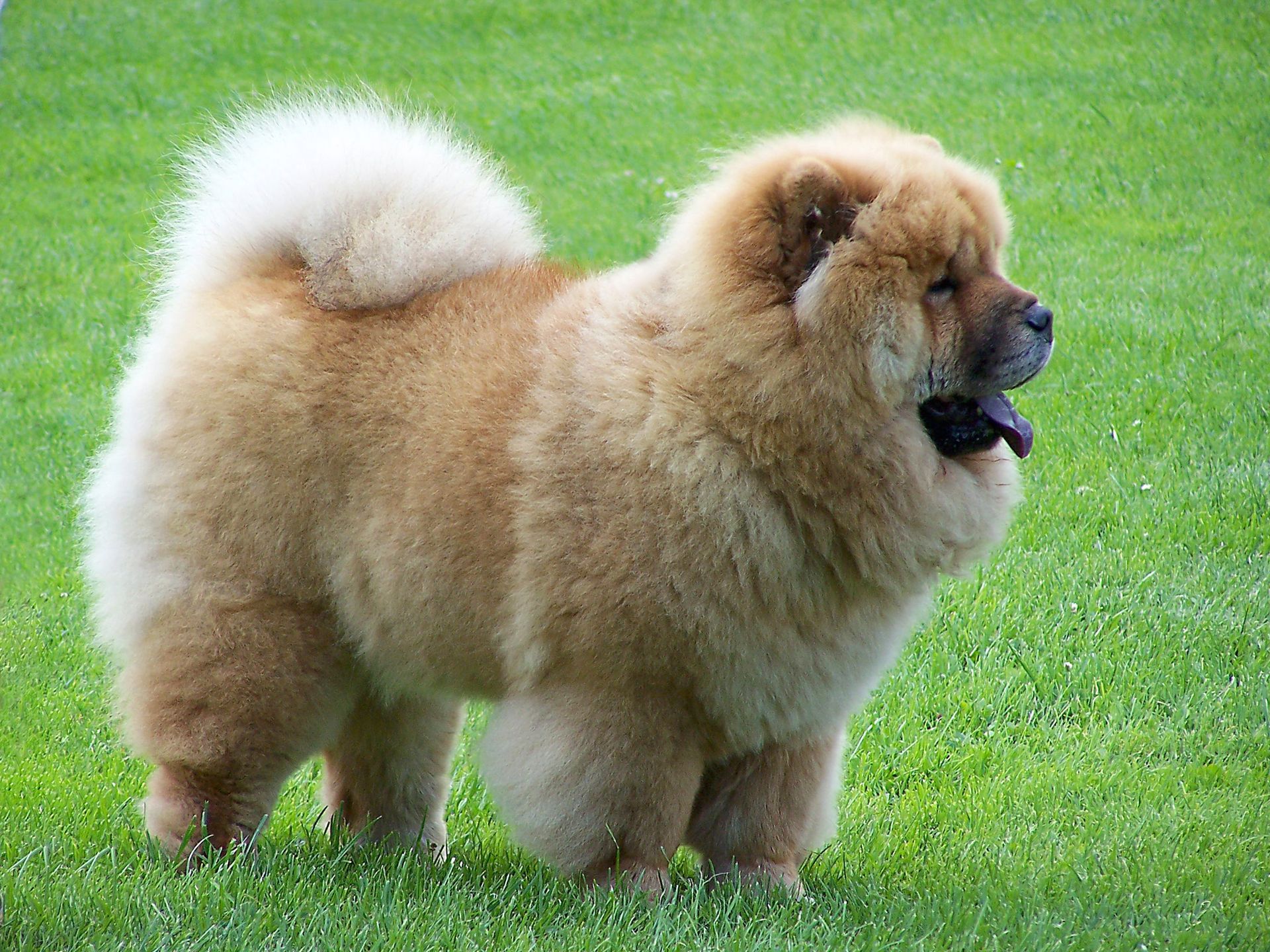 cachorro chow chow en venta
