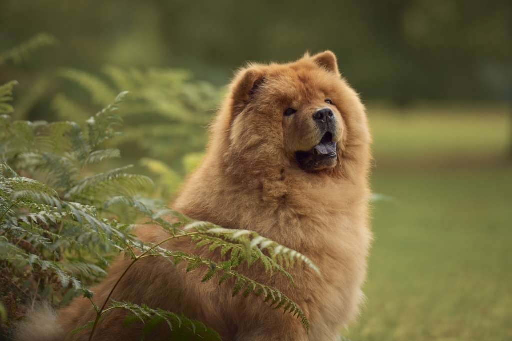 cachorro chow chow en venta