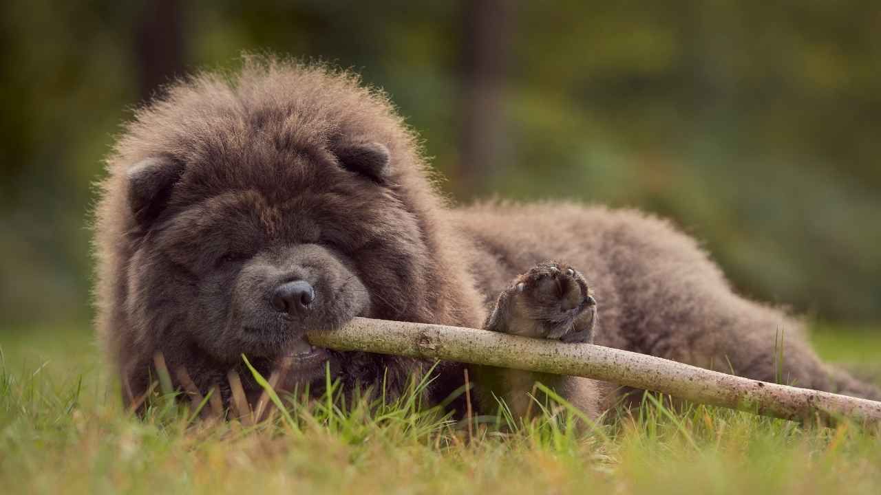 cachorro chow chow en venta