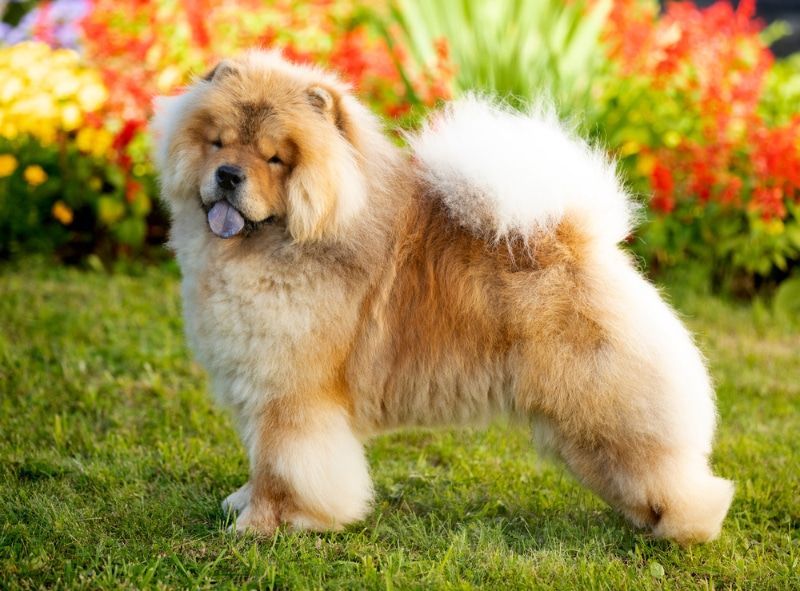 cachorro chow chow en venta