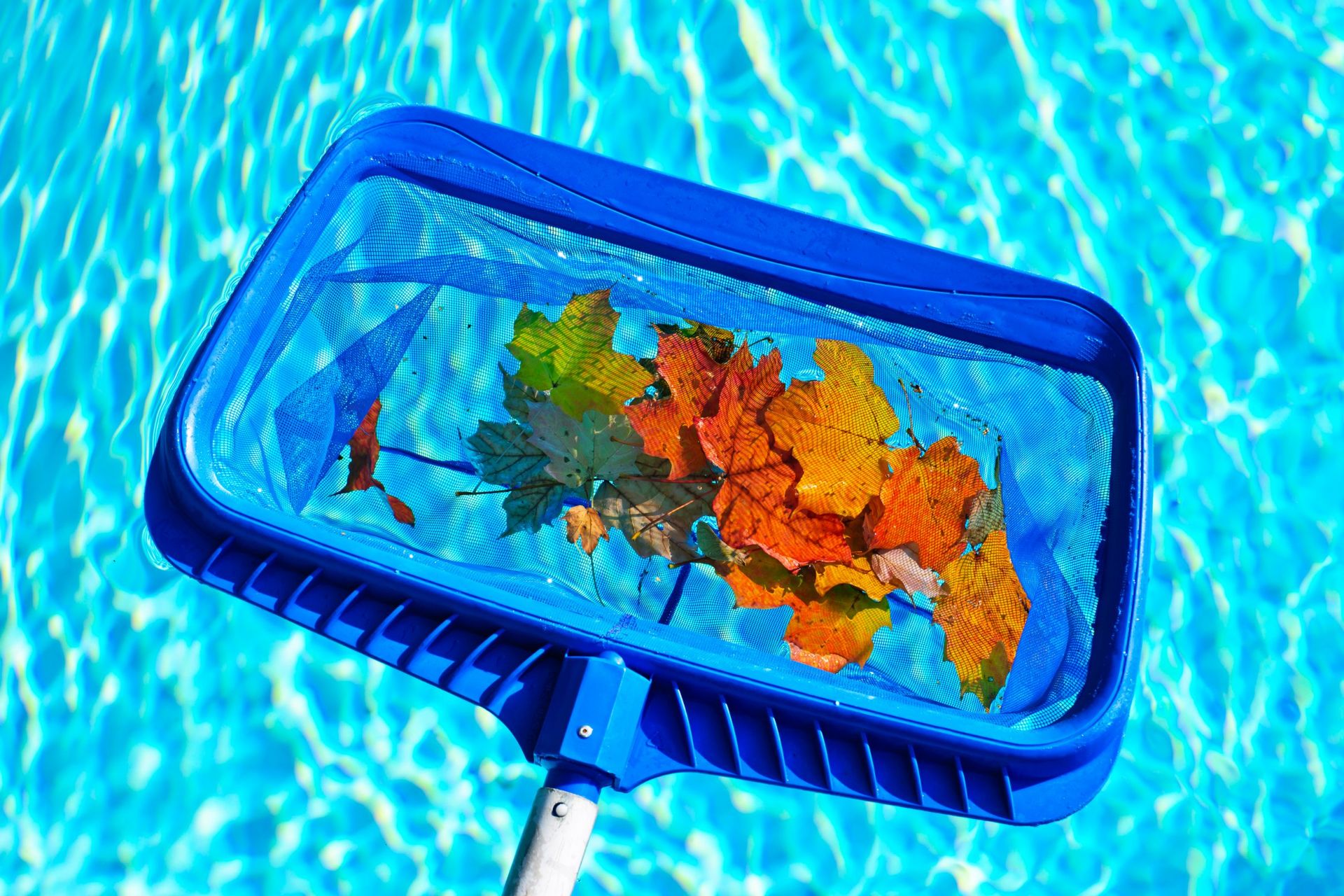 Blue pool skimmer net filled with colorful leaves in a swimming pool.