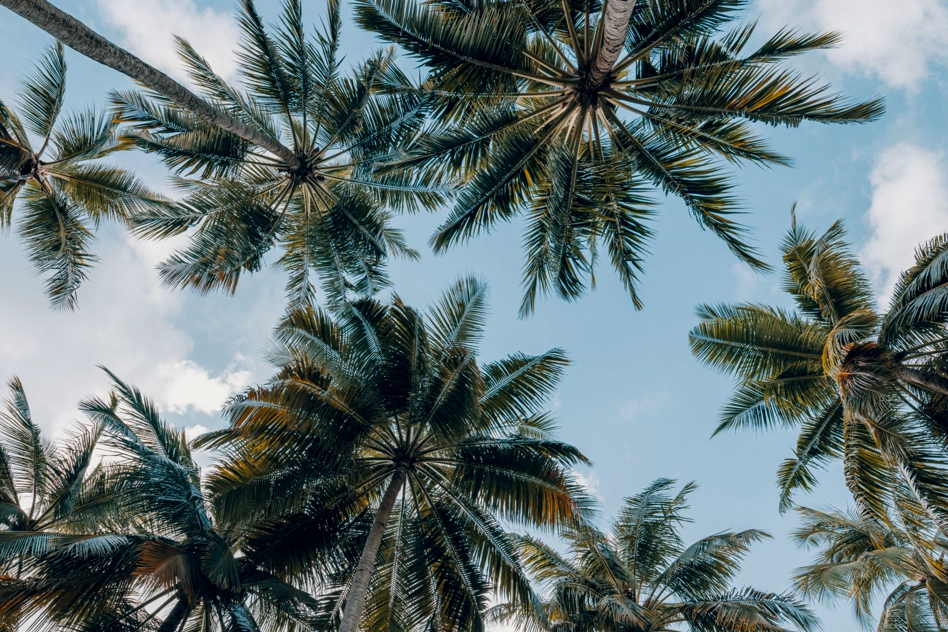 Tall palm trees seen from below against a blue sky with scattered clouds