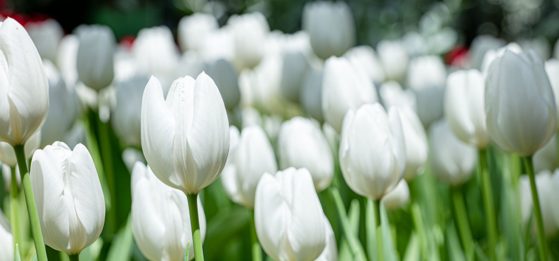 White tulips blooming in a green field