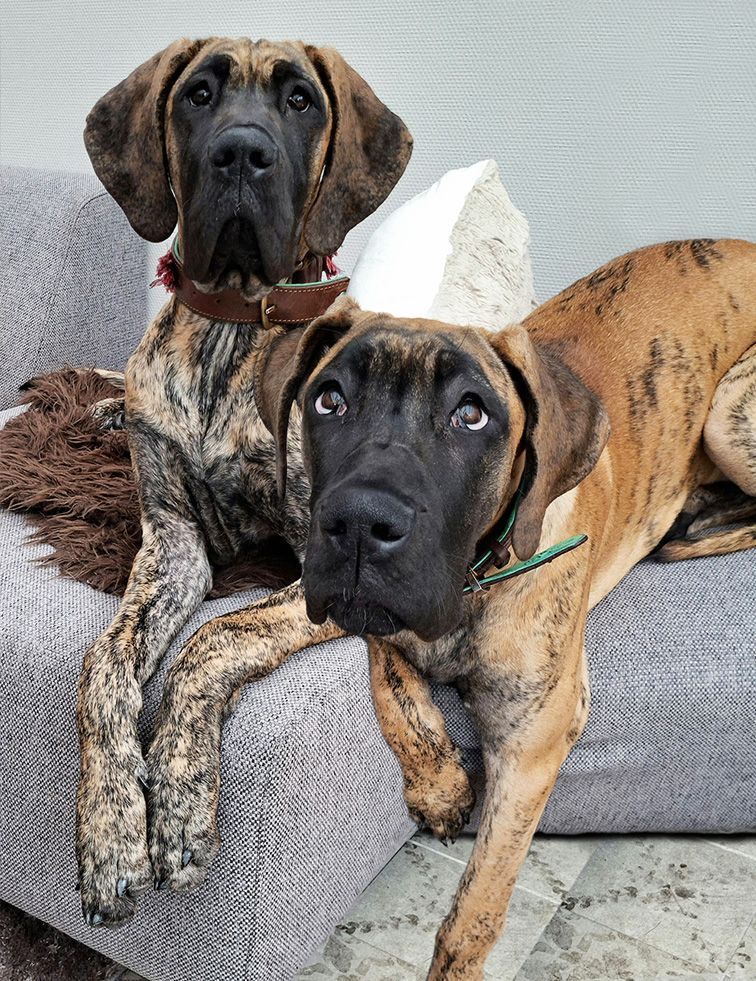 Twee gestreepte Deense doggen op een grijze bank; de ene kijkt naar de camera, de andere recht vooruit.