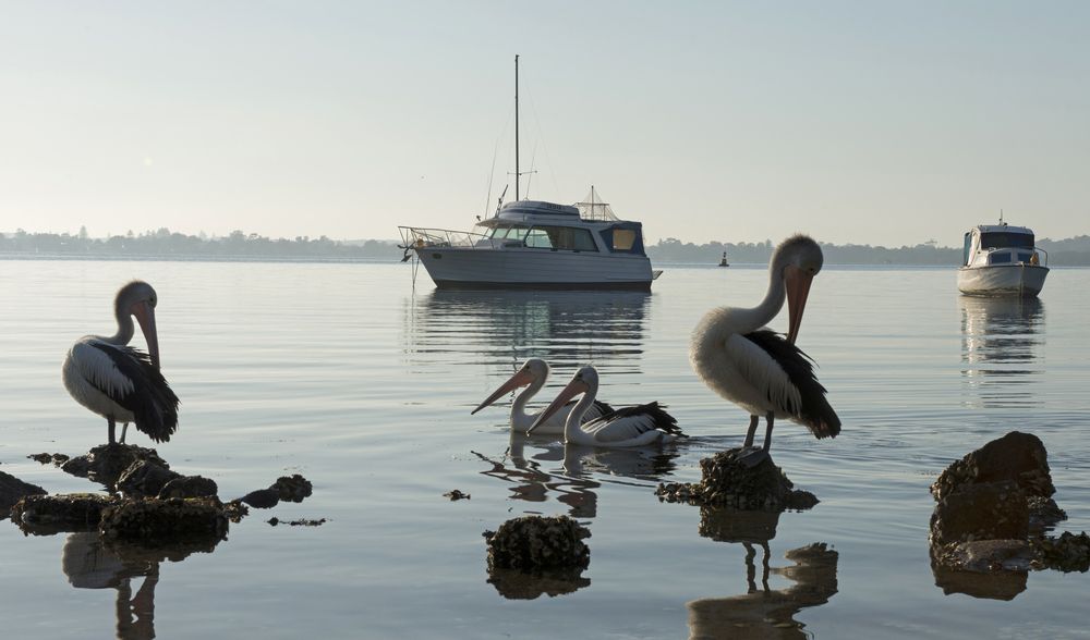 Serene scene of a swan and boat floating peacefully on a lake — Leak Free Waterproofing in Dapto, NSW