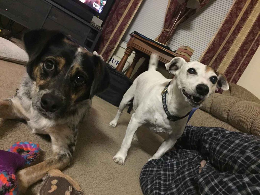Two dogs are standing next to each other in a living room.