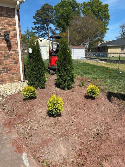 Landscape bed with two evergreen shrubs and three yellow shrubs in front of a brick house.