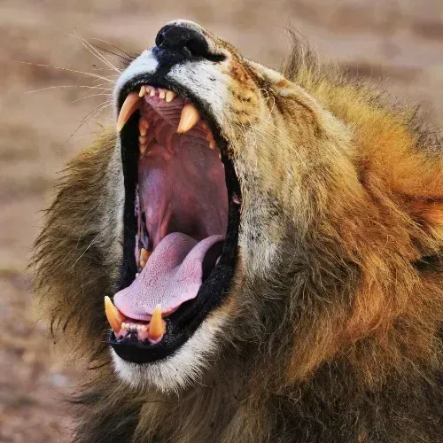 Close-up of a roaring lion with mouth wide open and teeth bared against a blurred savanna background