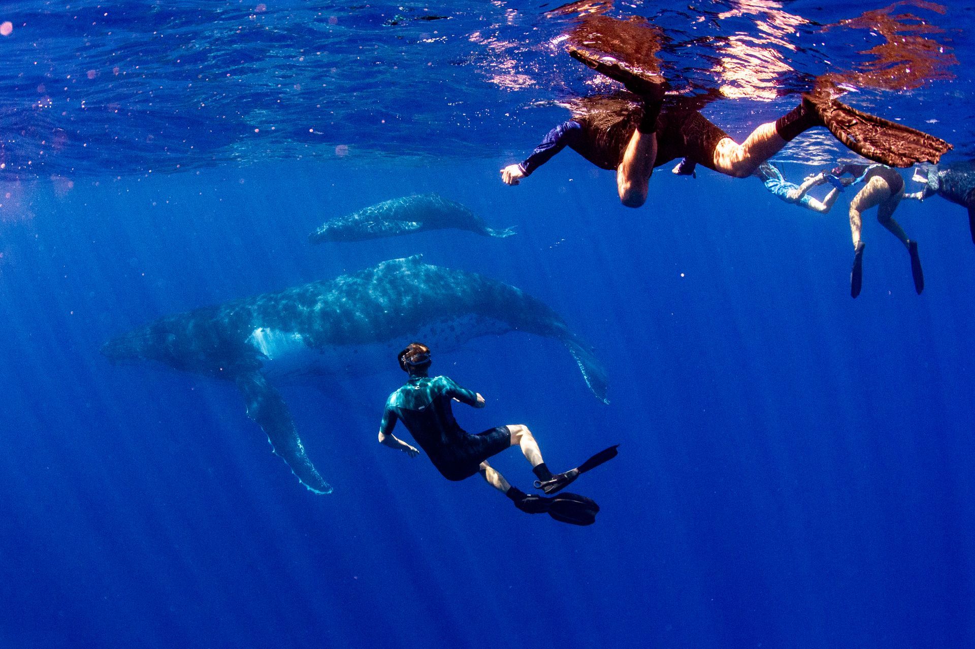 Mum humpback Whales and Baby Humpback Whale, at the surface