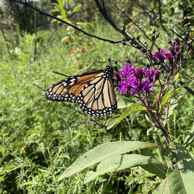Wildlife | Kindred Land Management