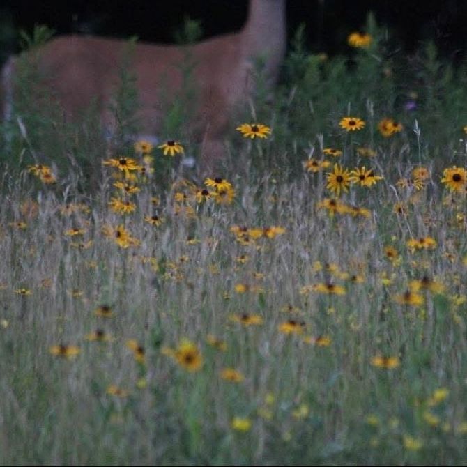 Prairies | Kindred Land Management
