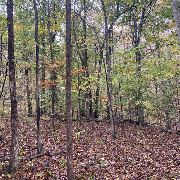 Forest | Kindred Land Management
