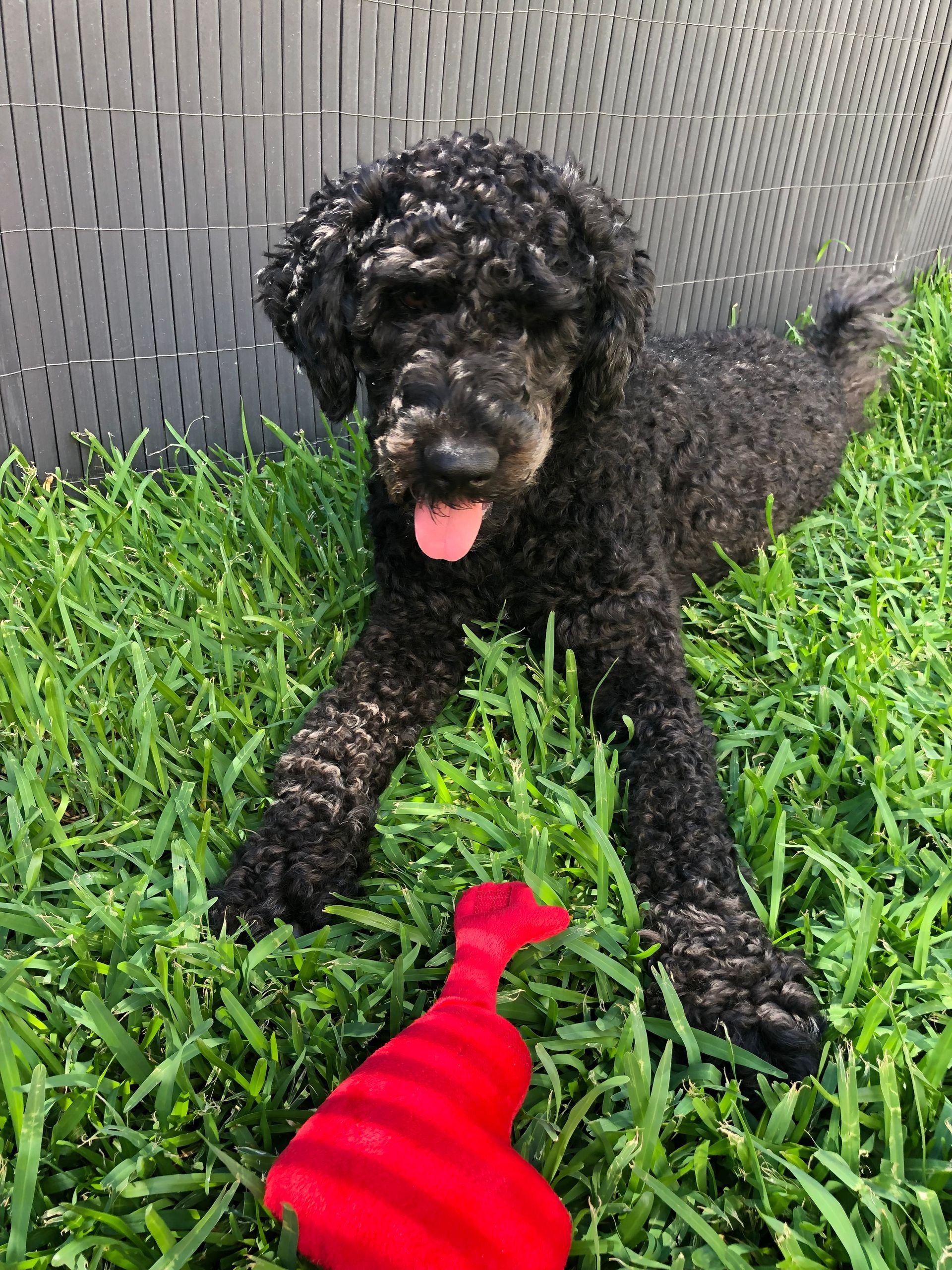 Black curly dog lying in grass with tongue out, facing a red toy near a gray fence