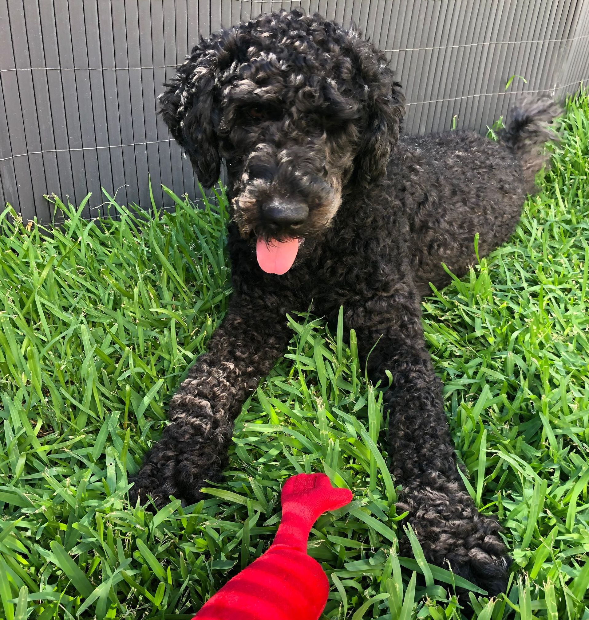 Black poodle lying on green grass with a red toy; leaning against a gray wall.