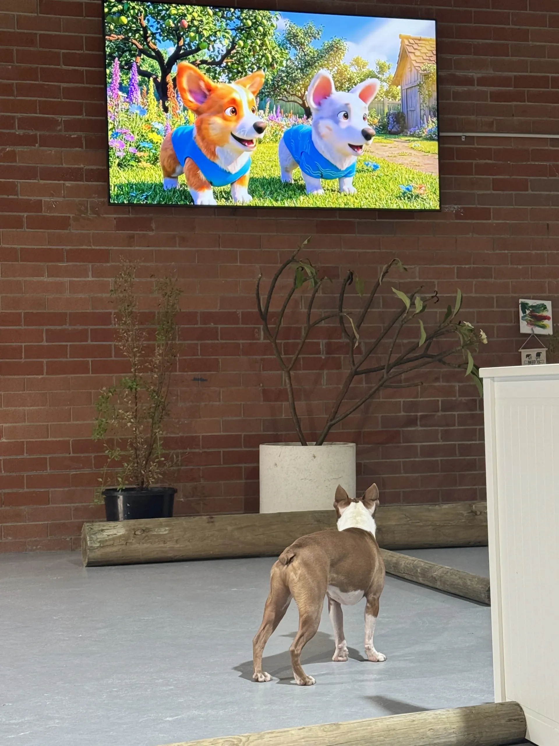Dog watching cartoon on wall-mounted TV in a brick patio area