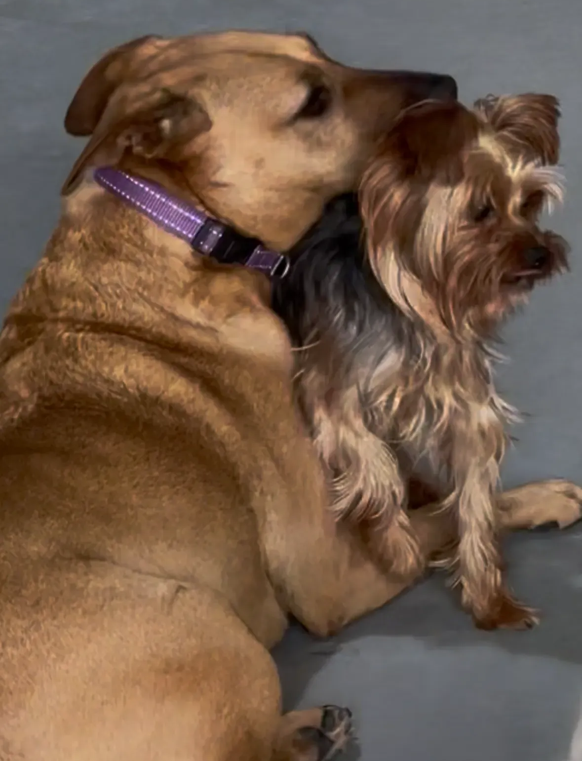 Tan dog cuddling a small brown Yorkshire terrier on a gray floor