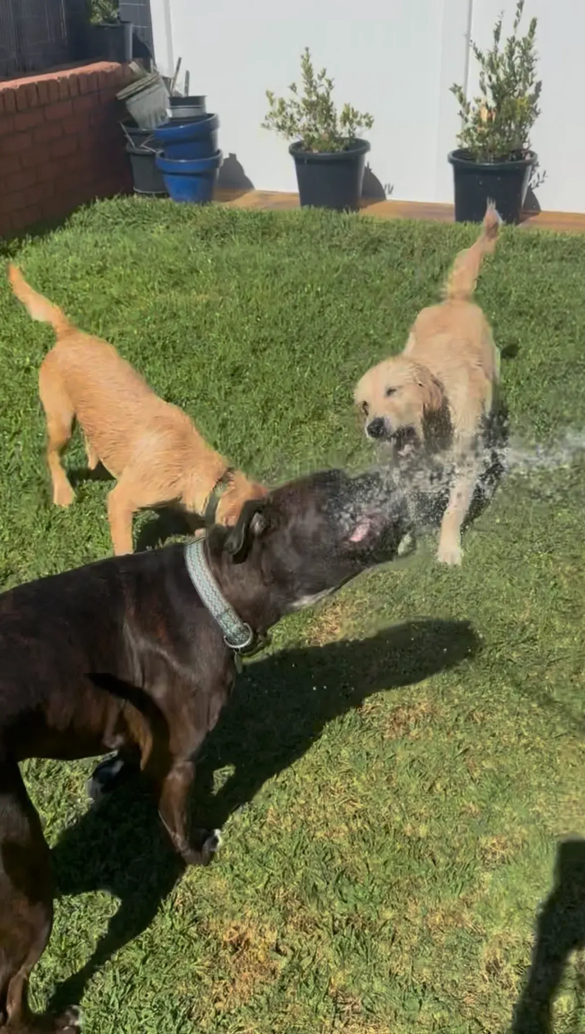 Three dogs sniffing each other on a grassy lawn, two tan and one black, near a house garden.