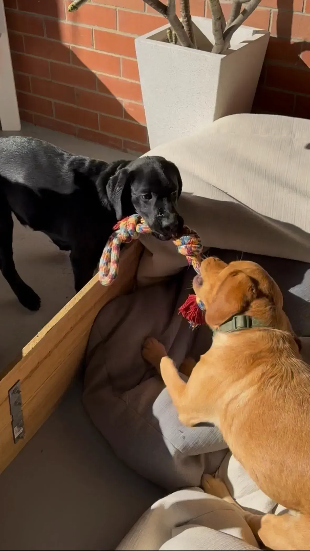 Two dogs nose each other by a wooden dog bed on a sunny patio.