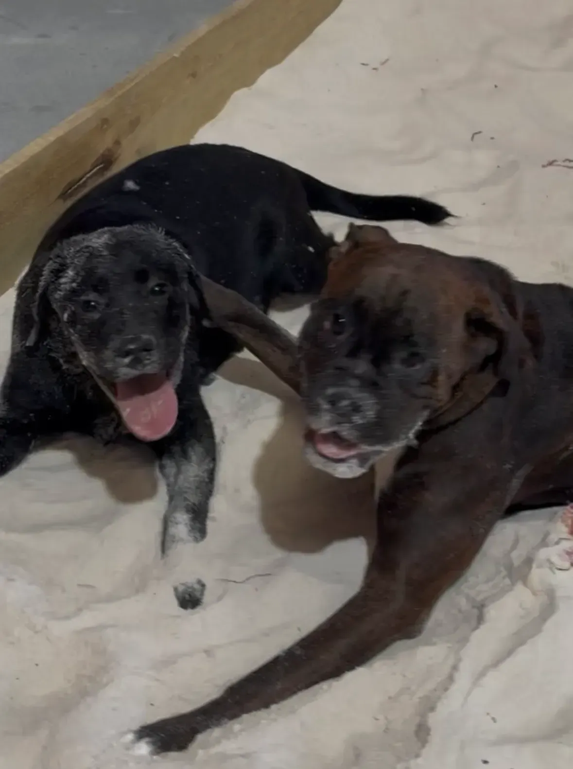 Two black dogs lying on a floor, one panting with tongue out.