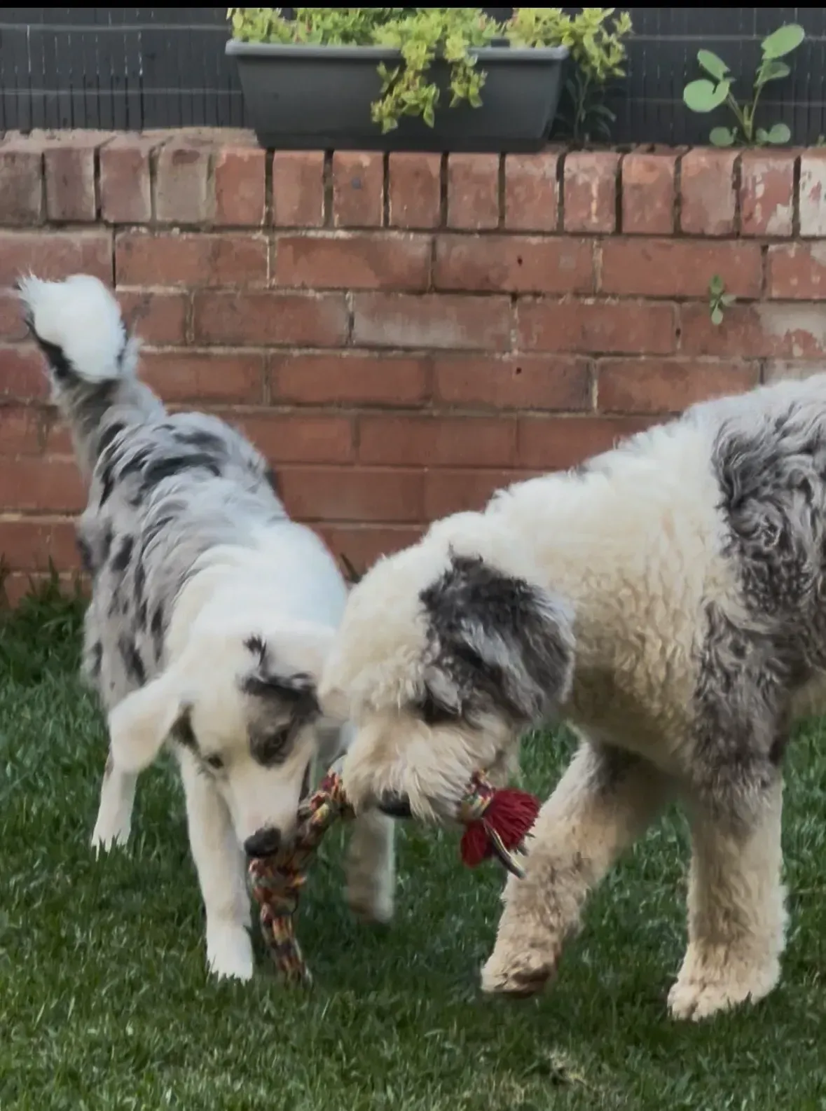 Two fluffy dogs tugging on a rope toy in front of a brick wall.
