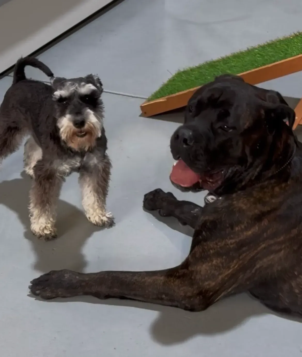 Two dogs on a gray floor: a schnauzer faces a brindle dog lying down with tongue out.
